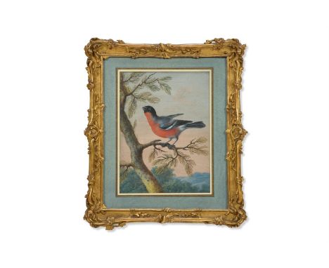 CHRISTOPH LUDWIG AGRICOLA (GERMAN 1665 - 1719) AN EXOTIC BIRD ON A BRANCH  Bodycolour 27 x 20cm (10½ x 7¾ in.) Provenance: Fr