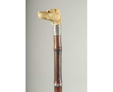 A CARVED BONE DOG HANDLE SWORD STICK with silver band.  3ft long.