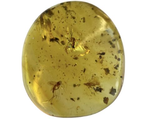 A MOSQUITO FOSSIL IN DINOSAUR AGED AMBERA highly detailed and large Mosquito, alongside others in clear amber gem. Polished t