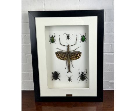 TAXIDERMY TITAN STICK INSECT (ACROPHYLLA TITAN) AND VARIOUS BEATLES BY S.J. STRATHMounted in a white painted glass fronted di