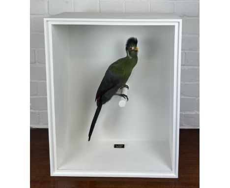 TAXIDERMY WHITE-CHEEKED TURACO (MENELIKORNIS LEUCOTIS) BY S.J STRATHMounted in a white painted glass fronted display case.56c