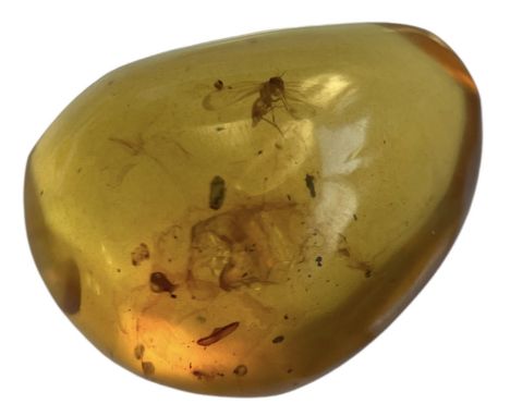 A FLYING INSECT FOSSIL IN DINOSAUR AGED AMBERA highly detailed flying insect in amber. From the amber mines of Kachin, Myanma