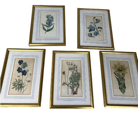 A SET OF FIVE BOTANICAL PRINTS FRAMED AND GLAZED (5)Each print 25cm x 12cmFramed and glazed 34cm x 25cm