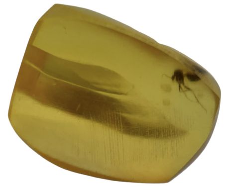 AN UNKNOWN INSECT FOSSIL IN DINOSAUR AGED AMBERFrom the amber mines of Kachin, Myanmar. Polished to a fine grade.Cretaceous i