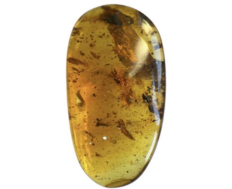 A COCKROACH FOSSIL IN DINOSAUR AGED AMBERA rare, large cockroach in a clear amber gem. Amber is polished to a fine grade.  Fr