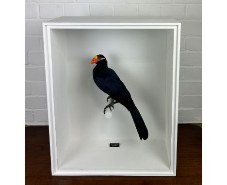 TAXIDERMY VIOLET TURACO (TAURACO VIOLACEUS) BY S.J. STRATHMounted in a white painted glass fronted display case.56cm x 40cm x