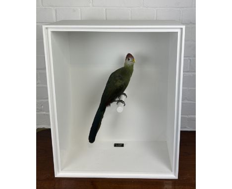 TAXIDERMY RED-CRESTED TURACO (TAURACO ERTHOLOPHUS) BY S.J. STRATHMounted in a white painted glass fronted display case.56cm x