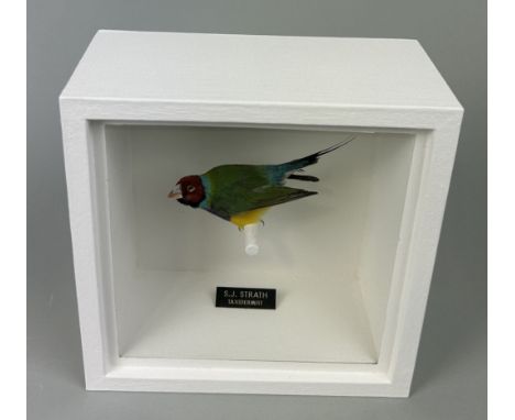 A TAXIDERMY GOULDIAN FINCH (ERYTHTHRURA GOULDIAE) BY S.J. STRATHMounted in a white painted, glass fronted display case.20cm x