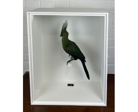 TAXIDERMY LIVINGSTONE'S TURACO (TAURACO LIVINGSTONII) BY S.J. STRATHMounted in a white painted glass fronted display case.56c