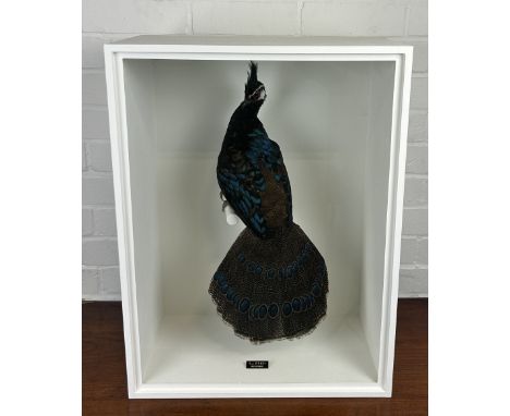 A TAXIDERMY PEACOCK PHEASANT (POLYPLECTRON NAPOLEONIS) BY S.J. STRATHMounted in a white painted, glass fronted case.61cm x 46