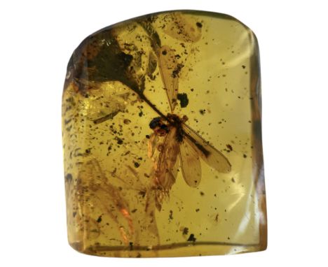 A FLYING INSECT FOSSIL IN AMBERA highly detailed flying insect in a clear amber gem. From the amber mines of Chiapas, Mexico.