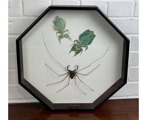 TAXIDERMY TAILESS WHIP SCORPION AND STICK INSECTS BY S.J STRATHMounted in a white painted glass fronted display case.43cm x 6