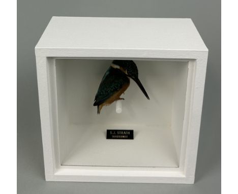 A TAXIDERMY KINGFISHER (ALCEDINIDAE) BY S.J. STRATHMounted in a white painted, glass fronted display case.20cm x 20cm x 10cm