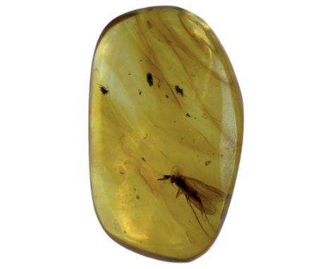 A FLYING INSECT FOSSIL IN DINOSAUR AGED AMBERA highly detailed flying insect in clear amber. From the amber mines of Kachin, 