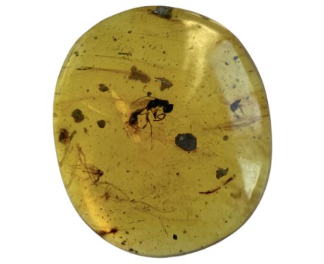 A WASP FOSSIL IN DINOSAUR AGED AMBERA rare and highly detailed wasp in a clear amber gem. From the amber mines of Kachin, Mya