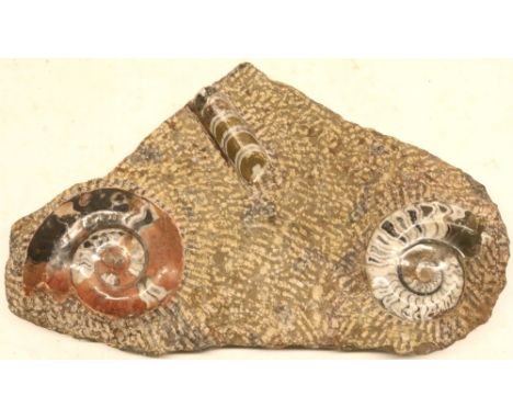 Polished Ammonite and Orthoceras mineral specimen, L33cm