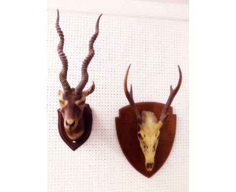 A mounted gazelle head and a mounted deer skull