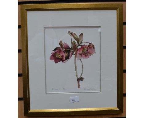 A Vivienne Cawson watercolour portrait of a Hellebore