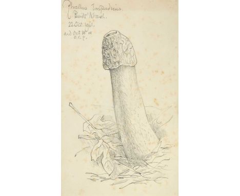 Robin Tanner (1904-1988) "Phallus Impudicus" Inscribed and dated 22 Oct 1941, and Oct 30 at O.C.F, pencil, 20.5cm by 12.5cm 