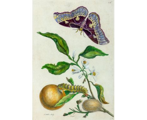 Merian, Maria Sibylla (Frankfurt/M., Amsterdam 1647-1717) Metamorphoris Insectorum Surinamensium - Tafel 49 und 52  Zwei kol.