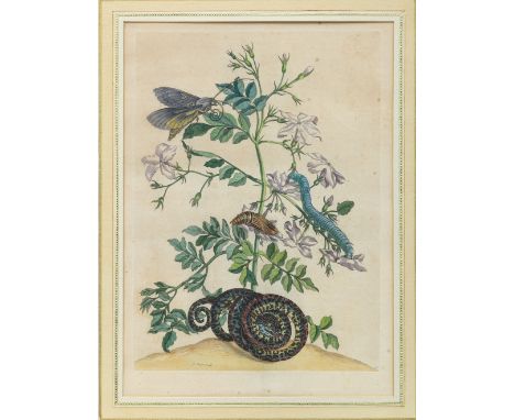 Merian, Maria Sibylla (Frankfurt/M., Amsterdam 1647-1717) Metamorphoris Insectorum Surinamensium - Tafel 46  Um 1705/26 Pflan