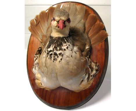 A 20th century French Partridge mounted on a wooden plaque, height 25cm. As this specimen is Annex B it is exempt from needin