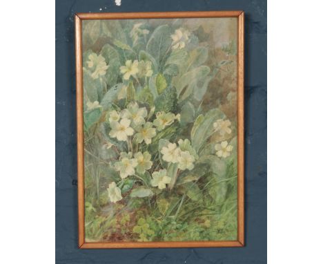 A Watercolour of Primroses by Helen Druce (1887). Signed by the Artist. Size of Painting: Height 33cm, Width 23cm.  