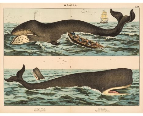 Kirby (W. F.) Natural History of the Animal Kingdom, for the use of young people, 3 volumes (Mammalia, Birds, Reptiles, Amphi