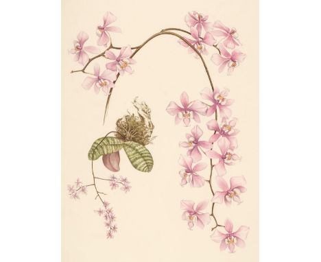 Hunt (P. Francis). Orchidaceae, Ipswich: The Bourton Press, 1973, 40 colour plates by Mary A Grierson, signed by the author &