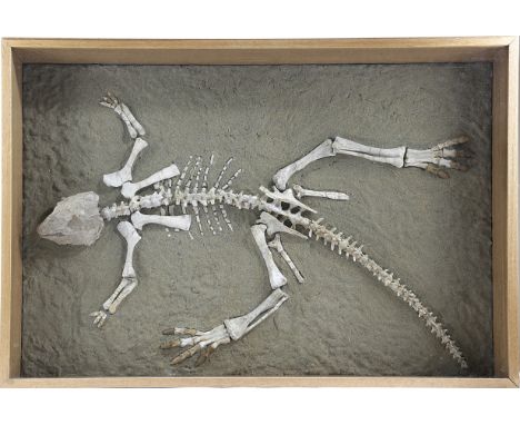 A PSITTACOSAURUS SKELETON LOWER CRETACEOUS PERIOD, 119 - 97.5 MILLION YEARS BP with a birdlike skull and beak mouth, mounted 
