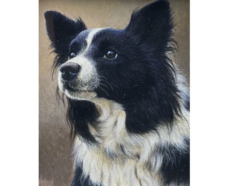Andrew Hutchinson (British 1961-): Portrait of a Border Collie, watercolour and gouache signed 8cm x 6cm