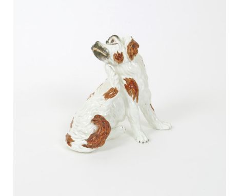 An English porcelain model of a Bolognese hound, 19th century, after Meissen, seated and scratching beneath its chin with his