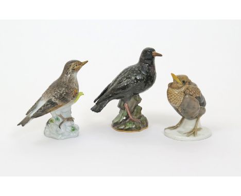 A Meissen figure of a starling, 19th century, decorated with iridescent plumage, standing with head turned to dexter, a later