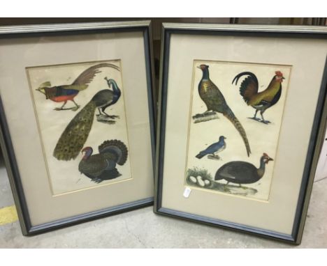 A collection of decorative paintings, prints, etc, to include AFTER RUSSELL JACKSON "Brown Kiwi", limited edition coloured en