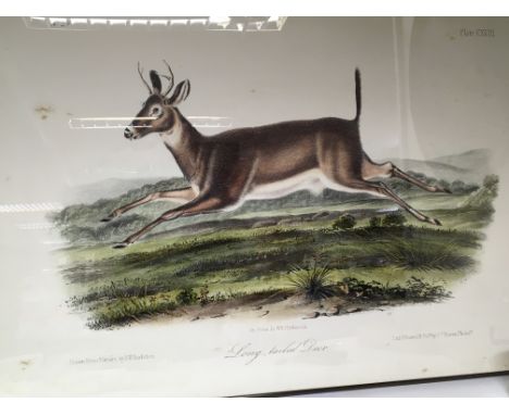 A large framed print dipicting Long tailed Deer after the original by JW Audubon.