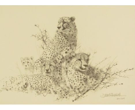 David Shepherd (1931-2017). Four cheetahs, limited edition pencil sketch number 257/495, signed, 21cm x 34cm, framed and glaz