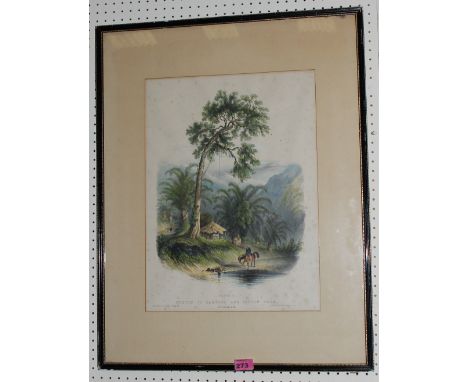 J. B. Kidd S. A. Bamboo and cotton trees, Westmoreland, West Indies. Lithograph 19" x 14"
