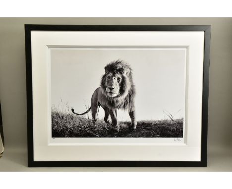 ANUP SHAH (KENYA CONTEMPORARY) 'HUNTER', an artist proof print of a lion, 13/15 with certificate, approximate sizes - image 5