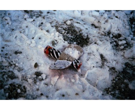 Dahn, WalterSt. Tönis, geboren 1954Blattgröße: 28 x 40 cm; 24 x 36 cm, o. R.Ohne Titel, 2004. Farbfotografie auf Fotopapier a
