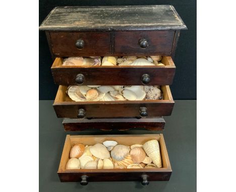 A 19th century miniature chest of drawers, enclosing a conchological collection of sea shells and natural history specimens, 