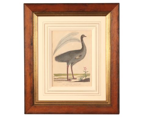 AFTER PETER MAZELL (1733-1808) 'The Holland Cassowary'' inscribed lower centre 'Published Oct. 20. 1789', hand coloured engra
