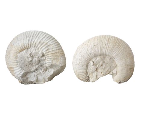 TWO LARGE AMMONITE FOSSILS56cm and 55cm wide (2)
