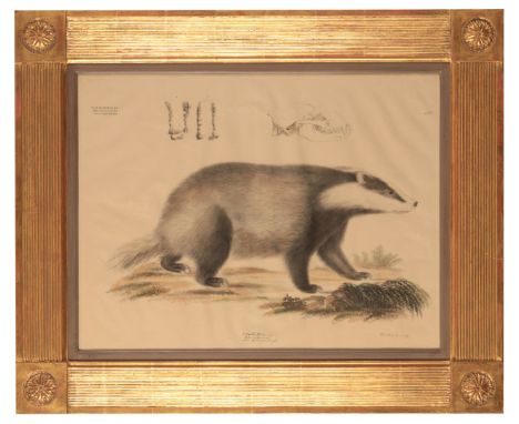 ENGLISH SCHOOL, 19TH CENTURY Two coloured plates from 'Mamalia' including no. 160: "Meles" (badger) and no. 161: "Canis" (Wol