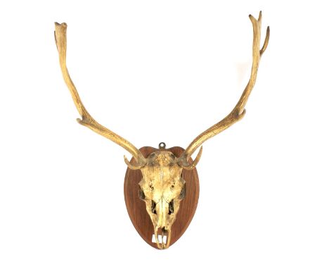 An oak mounted deer skull and antlers. 50cm wide overall