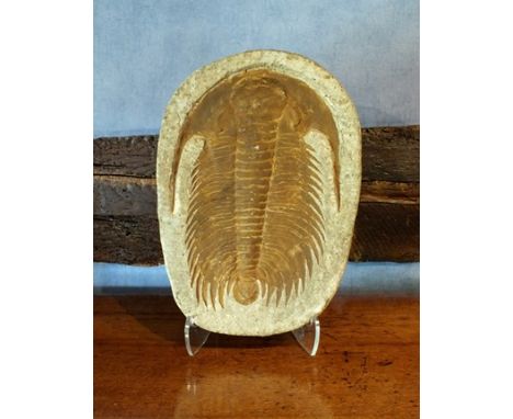 An oval fossil 32cm by 23cm, along with a collection of printer's old wooden type face, upper case, mounted in two frames, ei