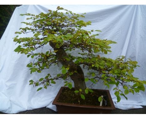 Carpinus Betulus, European Hornbeam - High quality Hornbeam with good solid trunk, 92cm tall x 76cm wide 