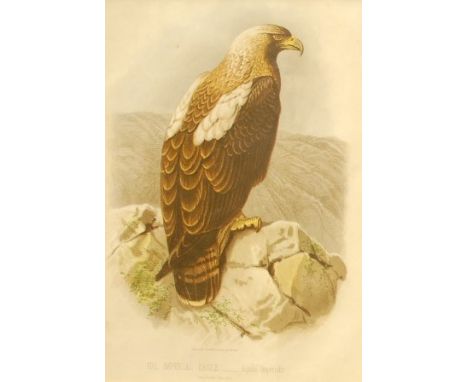 BRITISH SCHOOL LATE 19TH CENTURY The Imperial Eagle, The Angola Vulture, pair of coloured lithograph book plates 