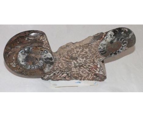 A polished Cephalopods fossil group, 15cm high, and one other 