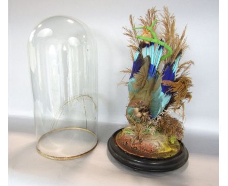 Taxidermy Interest - Stuffed Indian Roller in a dome case with foliage upon an ebonised circular base, 37cm high (case af)