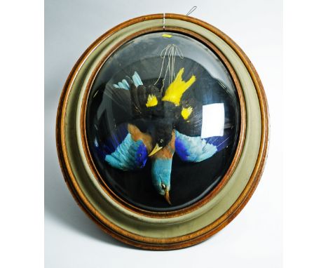 Taxidermy: an oval wall dome by Ledot, Rue de Rivoli, of a Roller and Cacique, with label to reverse and inscribed 'Le Rollie